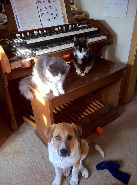 Newman with the various pets