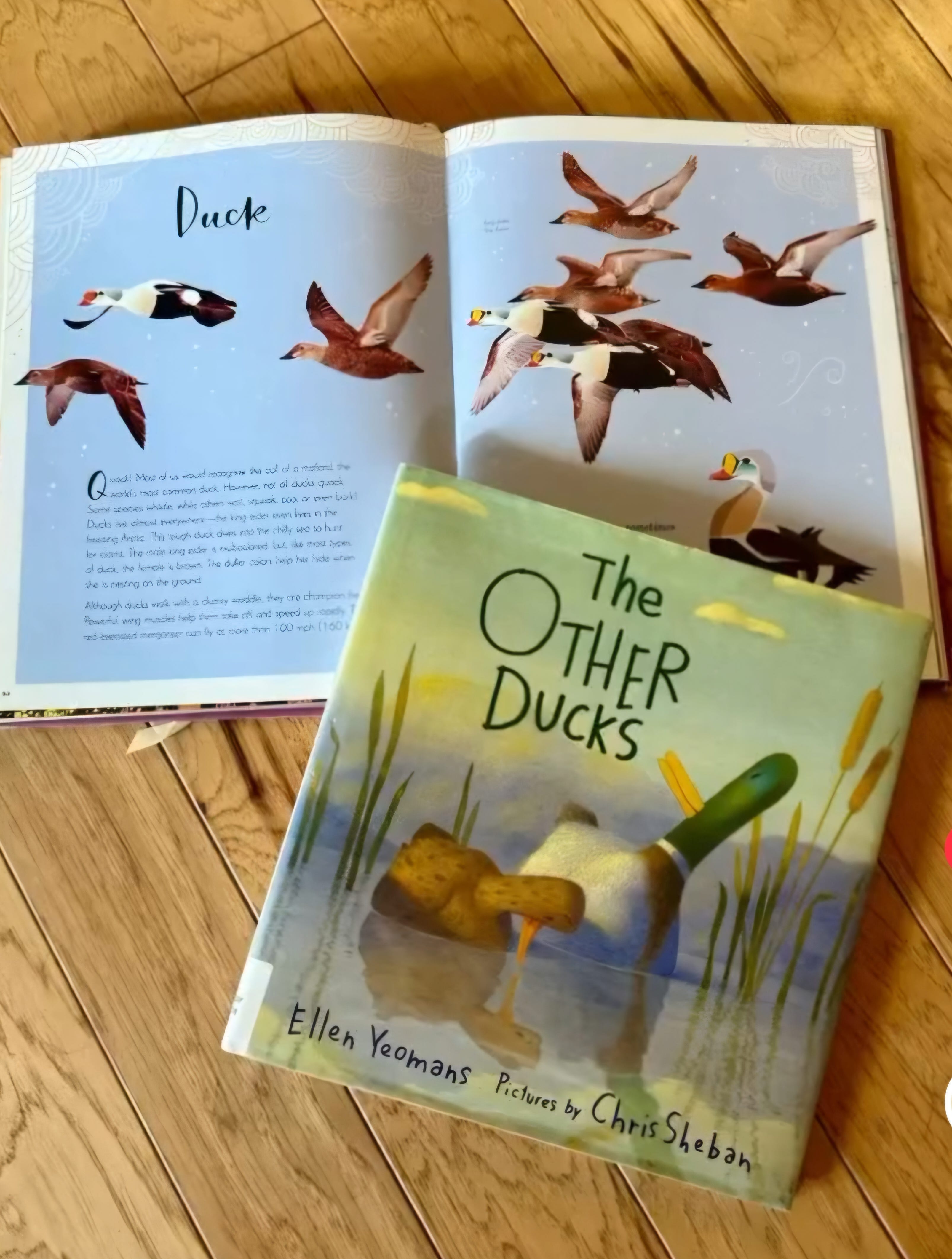 Let's Make a Unit! - Birds - by Heather, image size:3212x4248