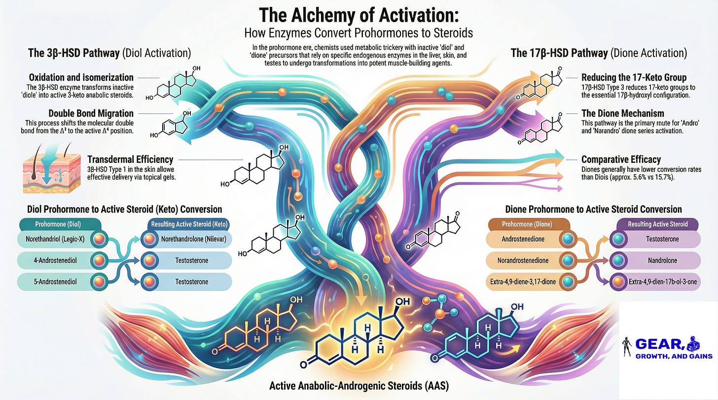 Scientific infographic showing 3β-HSD and 17β-HSD enzymatic pathways converting prohormones to active steroids, featuring molecular structures, conversion arrows, and examples including norethandriol to norethandrolone transformation