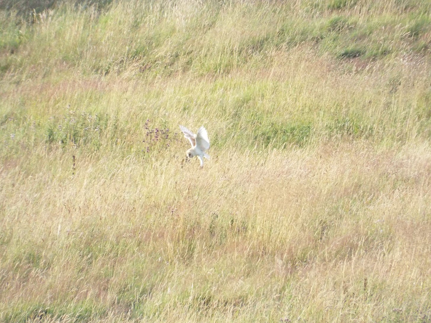 A barn owl with wings back in v shape and legs forward toward the ground amidst a lush summer field background