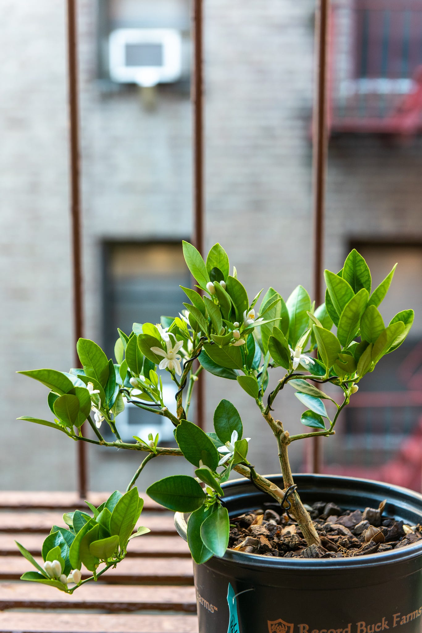 ID: The same tree with most of the wires removed, full of flowers.