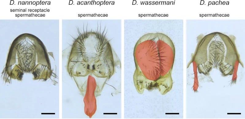 Male genitalia in closely related fruitfly species: D nannoptera, D acanthoptera, D wassermani and D pachea. The scale bar is 100 μm Male genitalia in closely related fruitfly species: D nannoptera, D acanthoptera, D wassermani and D pachea. The scale bar is 100 μm