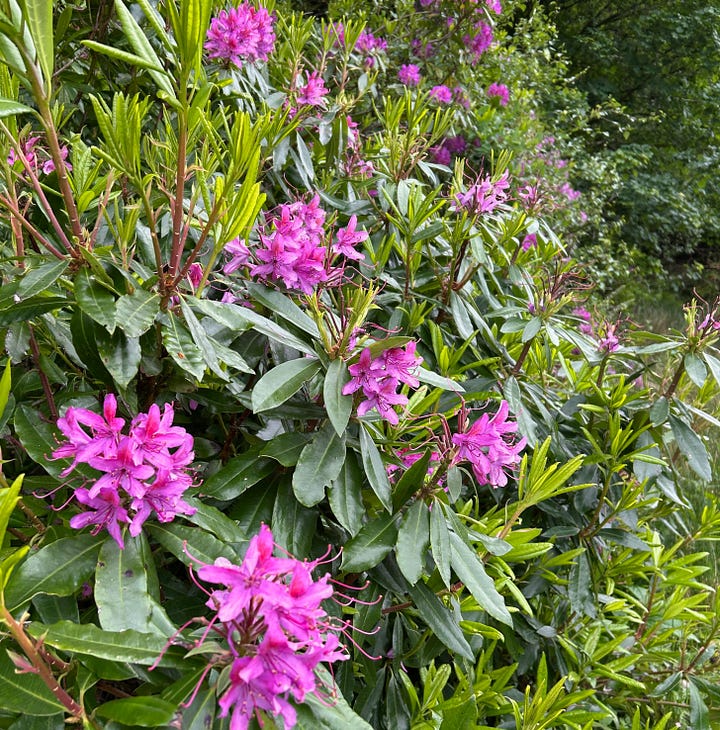 Pink flowers of rhododendron and a stand of green bracken