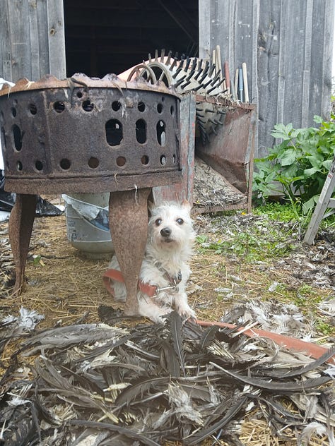 Six photos: one of a small, white terrier in a driveway, one of two killdeer chicks in a nest, one of two terriers and a grey-and-white cat lounging in black cloth, one of red and yellow columbine blossoms, one of a sleeping terrier on a tree-lined path, one of a shoal of polliwogs in a grassy pond.