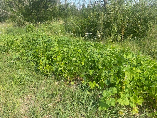 Milpa bed with squash, beans, cucumbers, pollinators