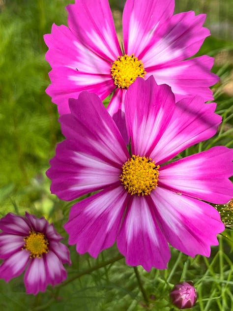 Floraporn in all its red & purple beauty...