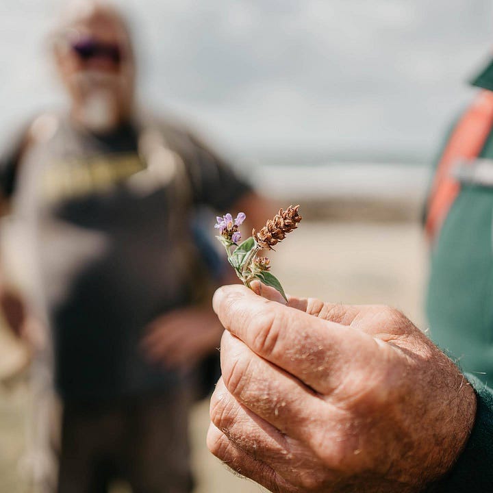 foraging in the brecon beacons
