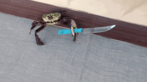 GIF of a crab with a knife
