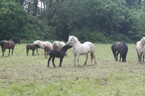 Pictures of horses in a pen