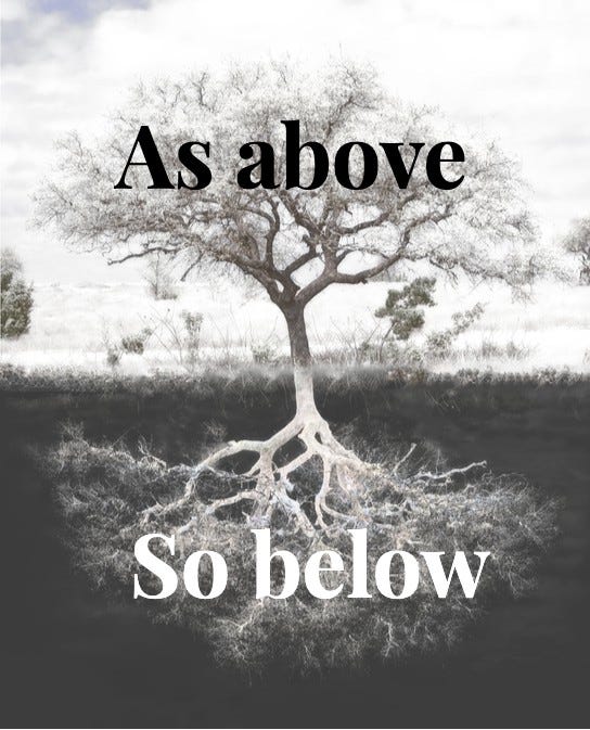 The words “As above, so below” written over a tree’s branches and roots The words “As above, so below” written over a tree’s branches and roots