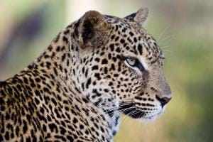 leopard profile leopard profile
