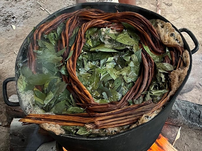 Préparation d’ayahuasca