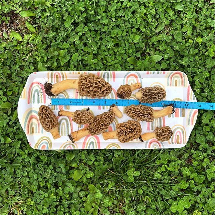 Two images of morel mushrooms. At left, a small beige-colored mushroom peeks up from the dirt, surrounded by leaves. It's almost entirely camouflaged. The second image shows 9 morel mushrooms on a tray, set on a patch of clover. Atop the tray is a blue measuring tape used to show off the size of Nicole's mushroom haul.