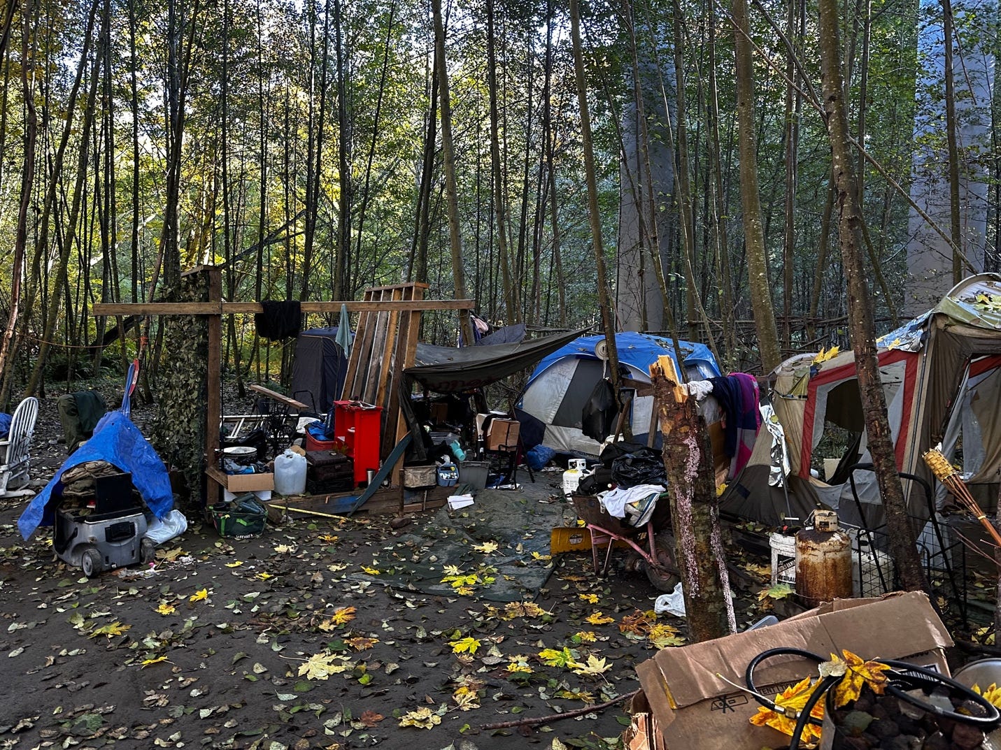 A group of tents in a forest

Description automatically generated