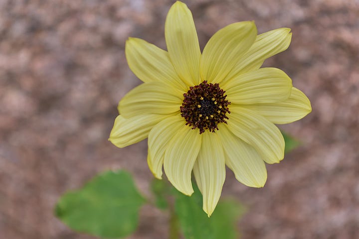 sunflowers in various colors