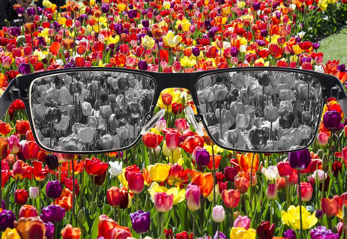 Glasses that turn colorful tulips into black-and-white. A commentary on perception. Glasses that turn colorful tulips into black-and-white. A commentary on perception.