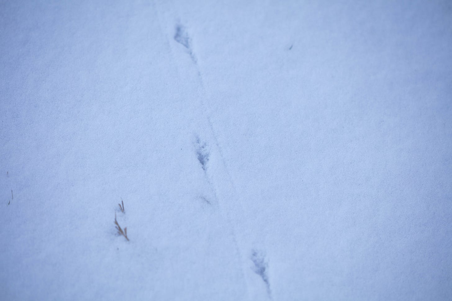 Close-up of snow with bird tracks across it. The snow appears blue from shadow, with darker blue in the prints.