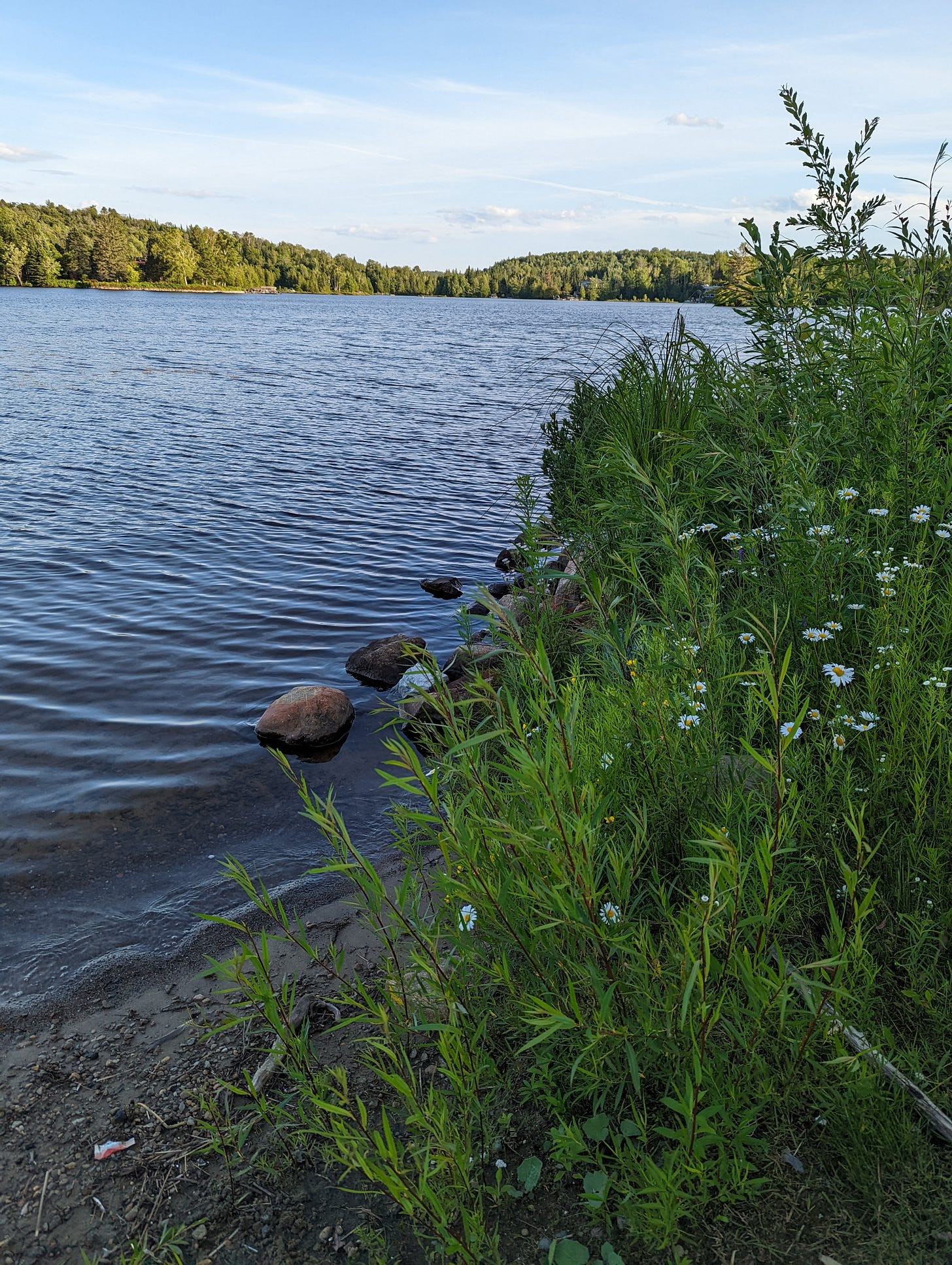 an image of a lake and surrounding plants and wildflowers