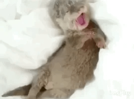 sleepy otter GIF sleepy otter GIF