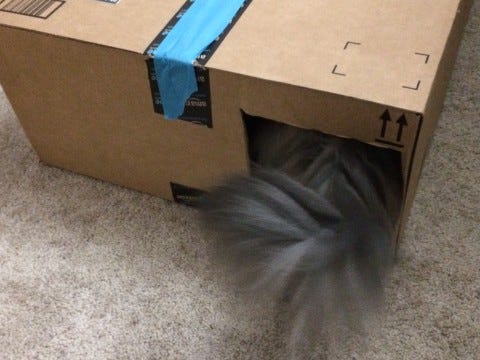 Kali_Tail_Cat_Houses Kali_Tail_Cat_Houses