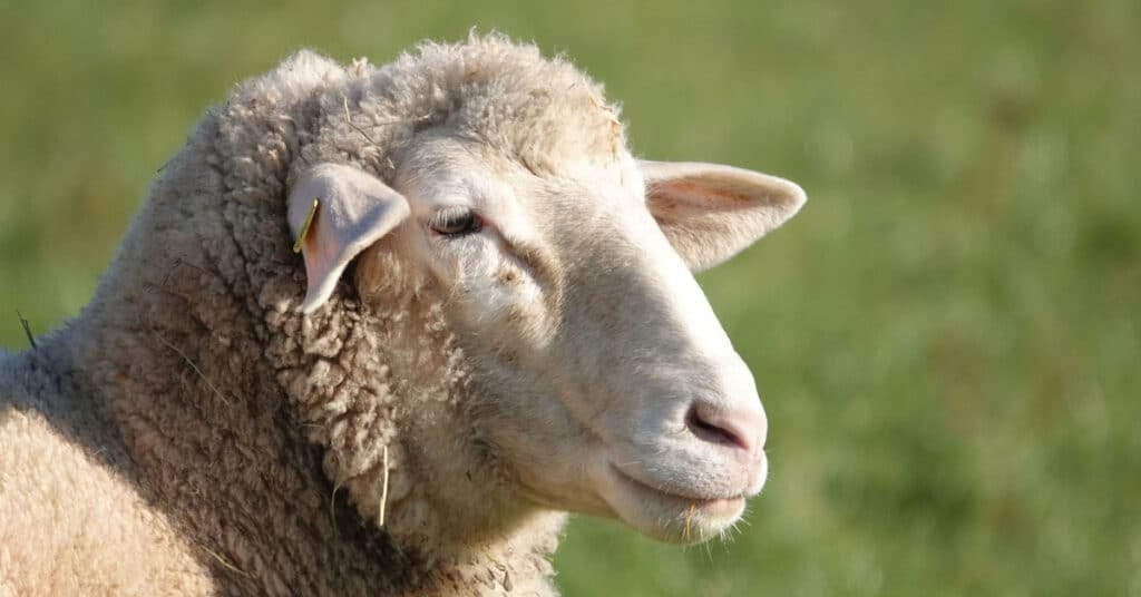 domestic sheep