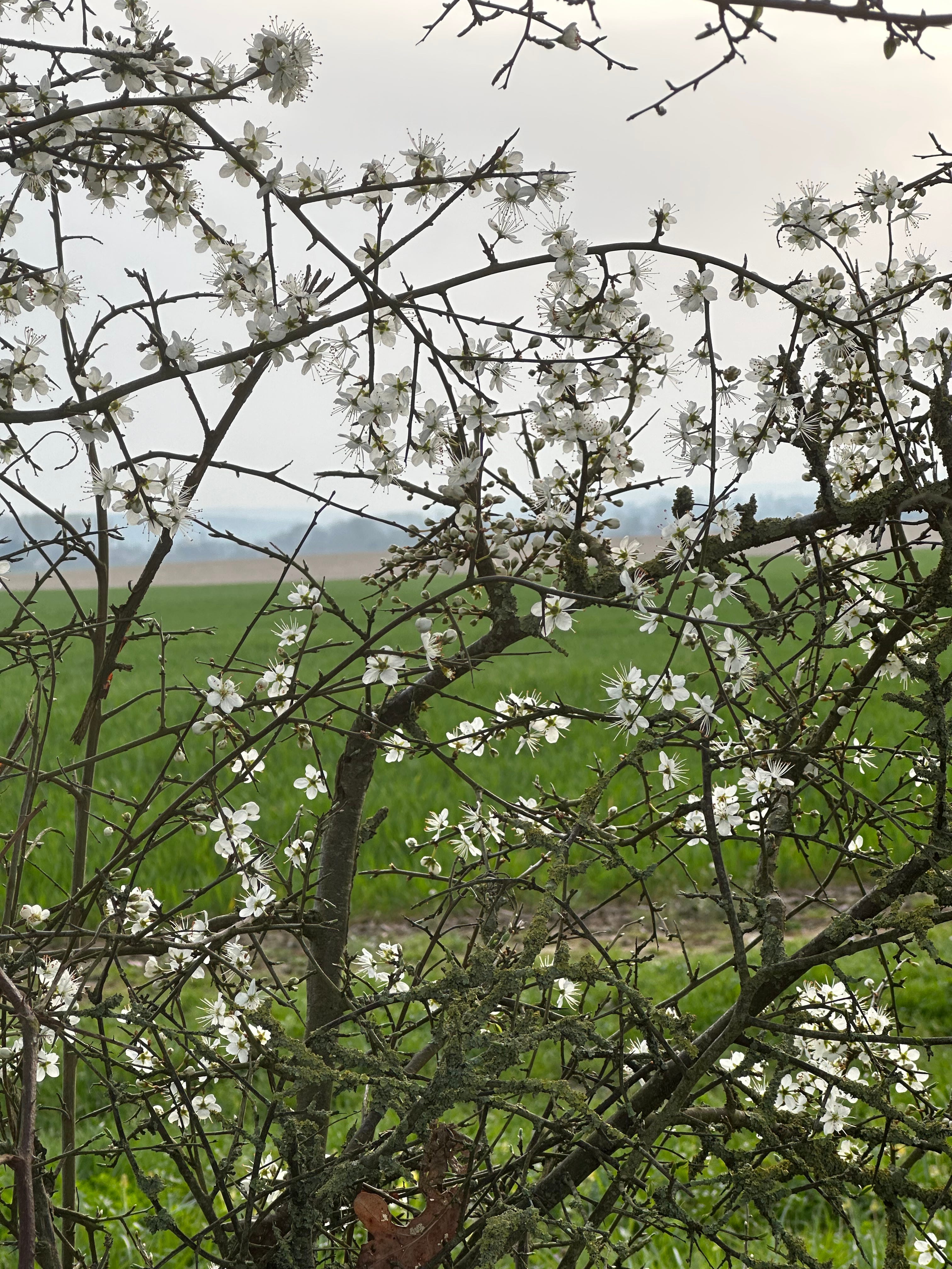 Hints of spring - by Rebecca Jones - Between