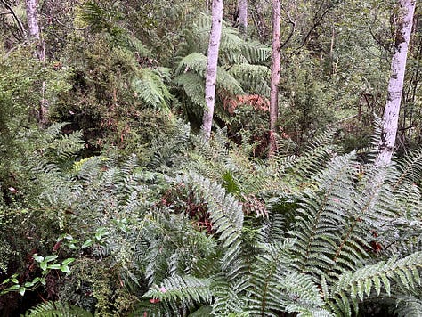 Tasmanian Mountain forest with large tree ferns and a mixed understory. Very green