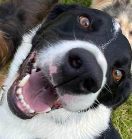 A group of dogs looking up

Description automatically generated