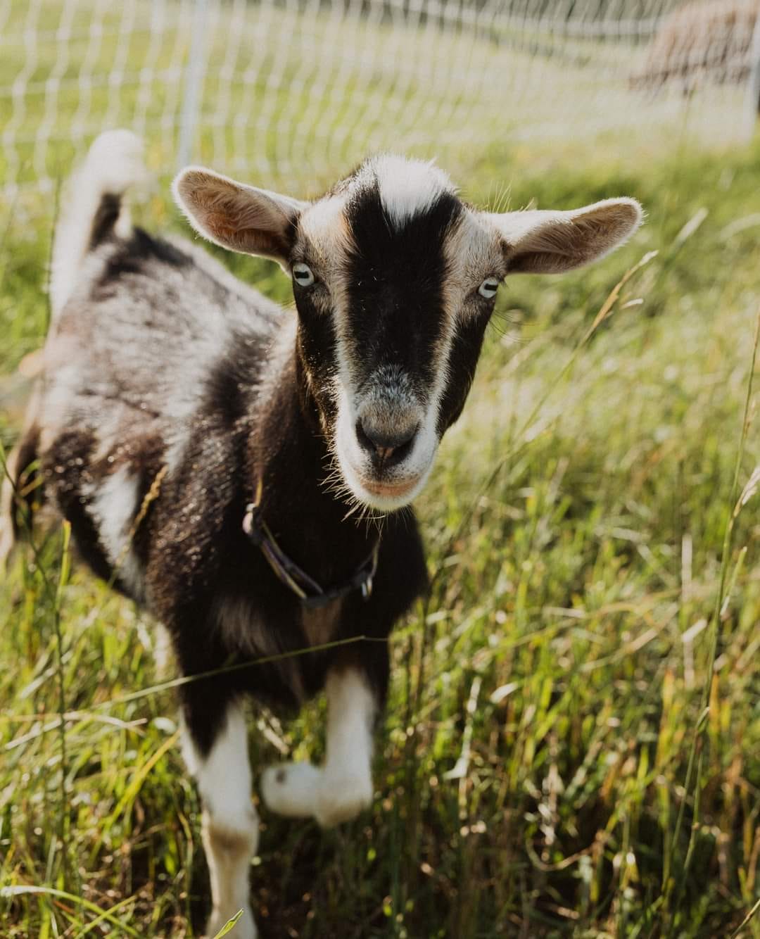 Penelope is one of the Nigerian Dwarf goats at Penner Mini Farms