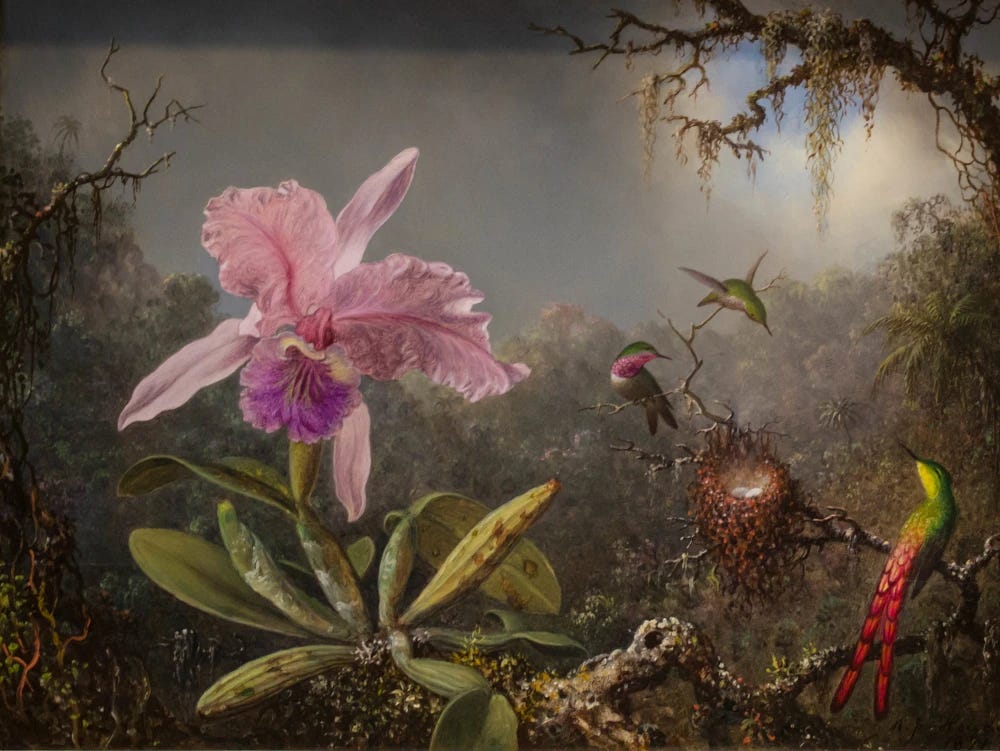 A pretty picture of the South American jungle, with three species of hummingbirds, a nest, and a pink orchid. A pretty picture of the South American jungle, with three species of hummingbirds, a nest, and a pink orchid.