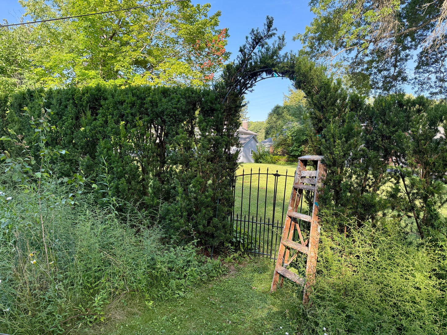 Getting ready to tie in the Yew arch in the Birch Walk. Finished arch in top photo!