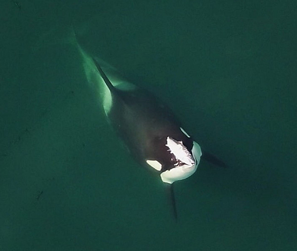 photo: Ocean Wise Research, DFO Marine Mammal License, MML18⁣