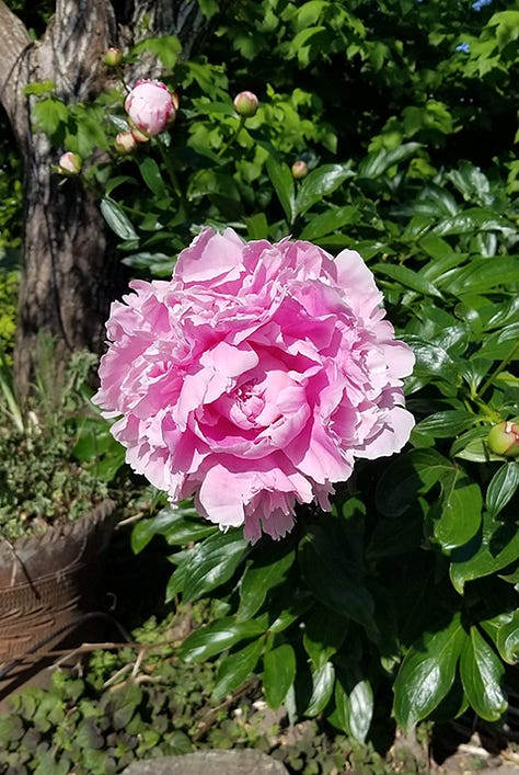 Gallery of images of roses, irises, and other pink blooms