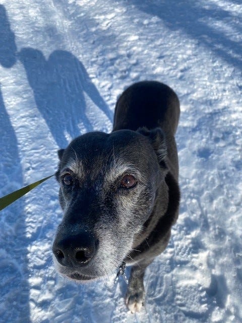 Black and white senior dog on lead, in snow