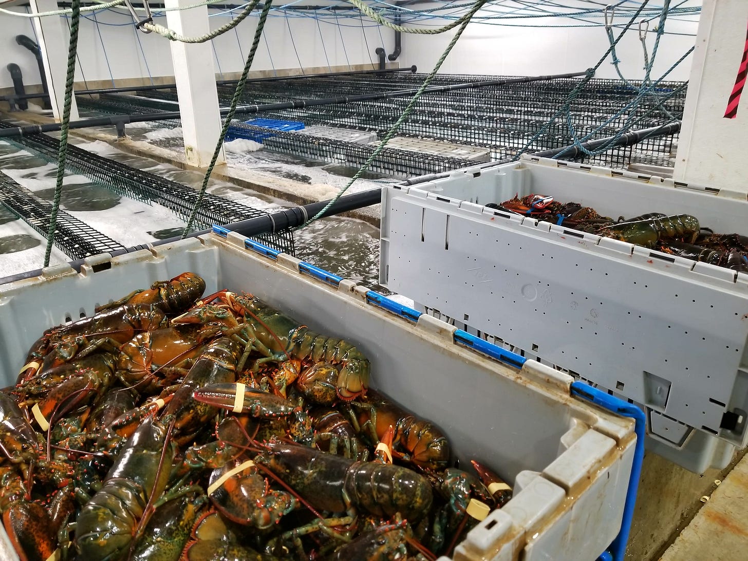 What it Takes to Get Maine Lobster On Tables Around the World | Maine Public What it Takes to Get Maine Lobster On Tables Around the World | Maine Public