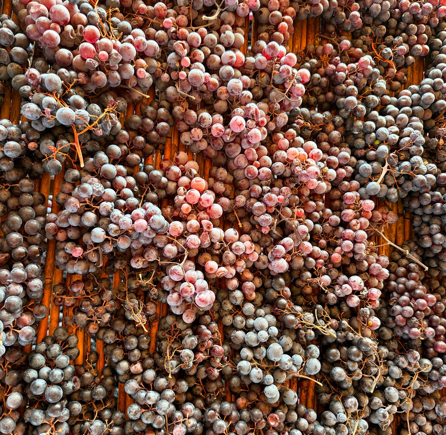 Red grapes lying on a straw mat to dry. Red grapes lying on a straw mat to dry.