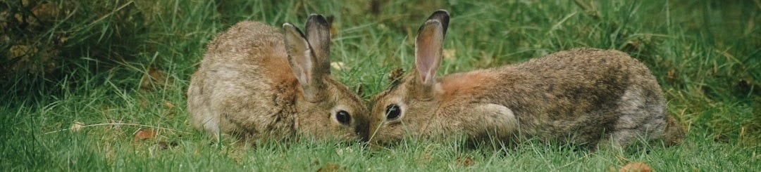 A couple of rabbits sitting on top of a lush green field