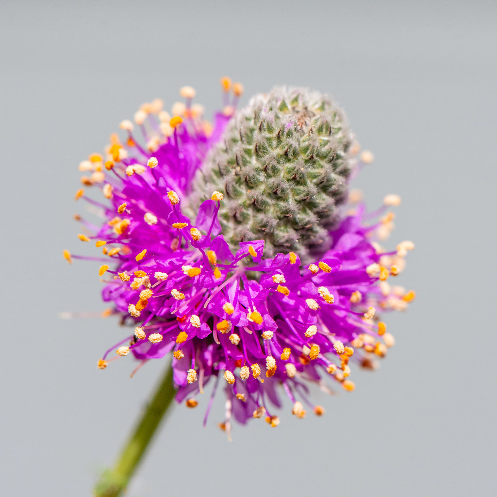 Purple prairie clover