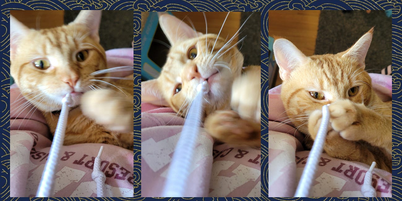 The Cat Distribution System Strikes Again: Part 2