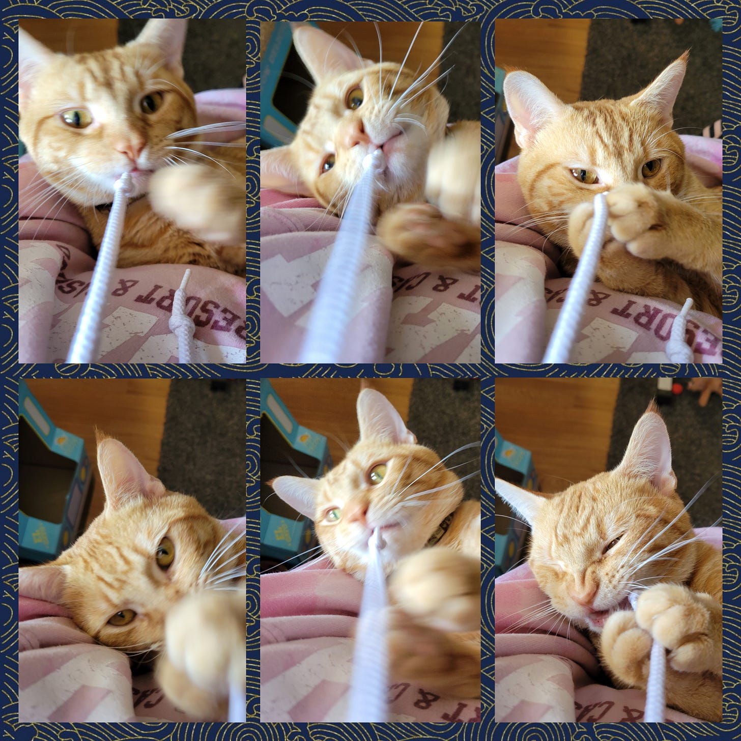 A six photo collage of an orange cat playing and trying to eat the string on a hoodie.