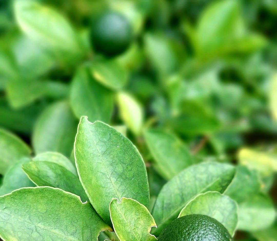 a close up of a plant with green leaves a close up of a plant with green leaves