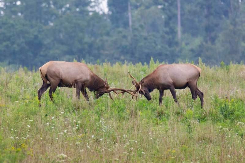 Photo of two reindeer locking horns in a fight.
