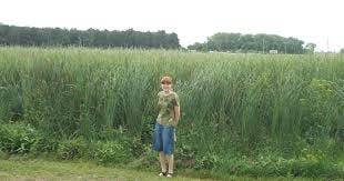 Kelsey's Notebook: The Slough of Delight Kelsey's Notebook: The Slough of Delight