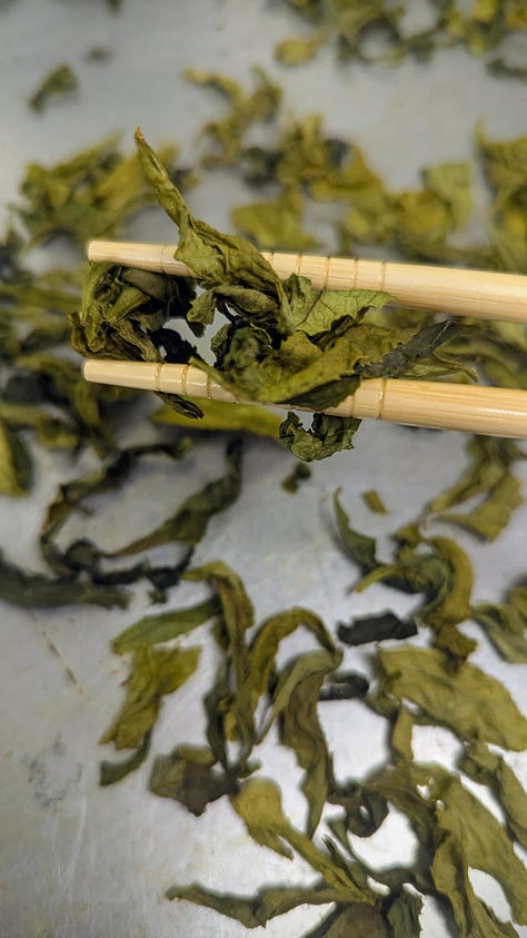 Step by step visuals of green tea leaves from freshly picked to steamed to dried to a pot of tea.