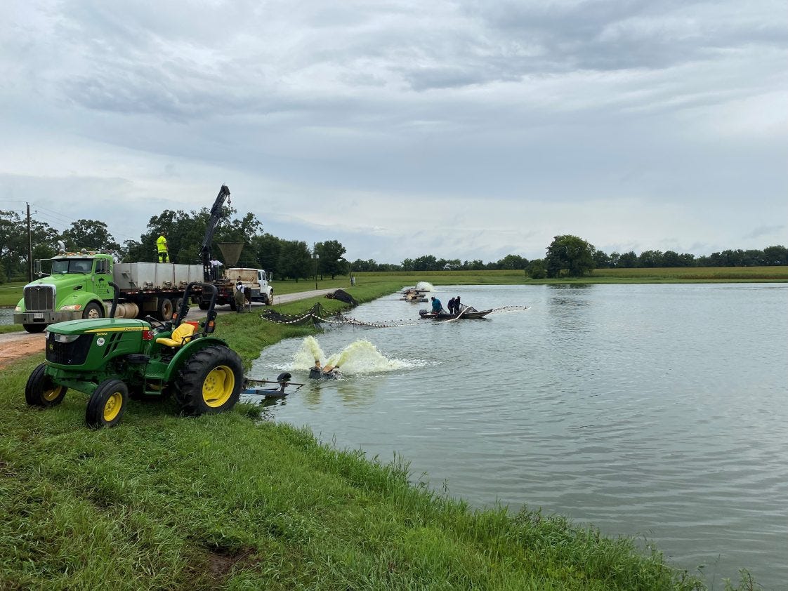 Harvesting catfish at a commercial farm in Hale County Harvesting catfish at a commercial farm in Hale County