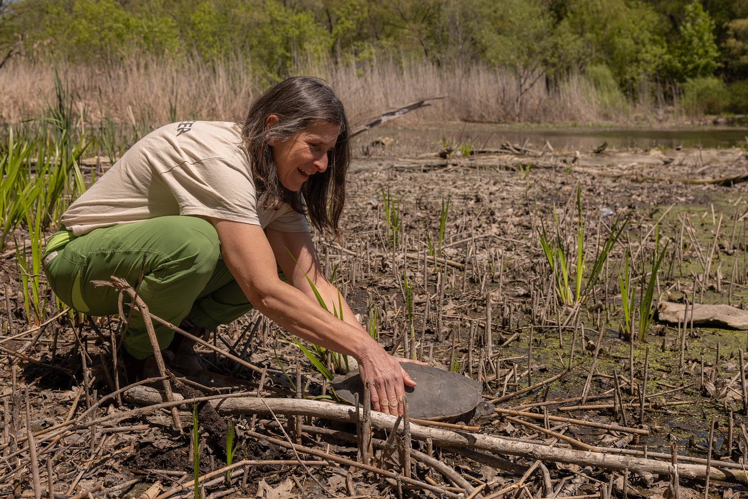 Woman crouches down in a marsh, releasing a Snapping Turtle