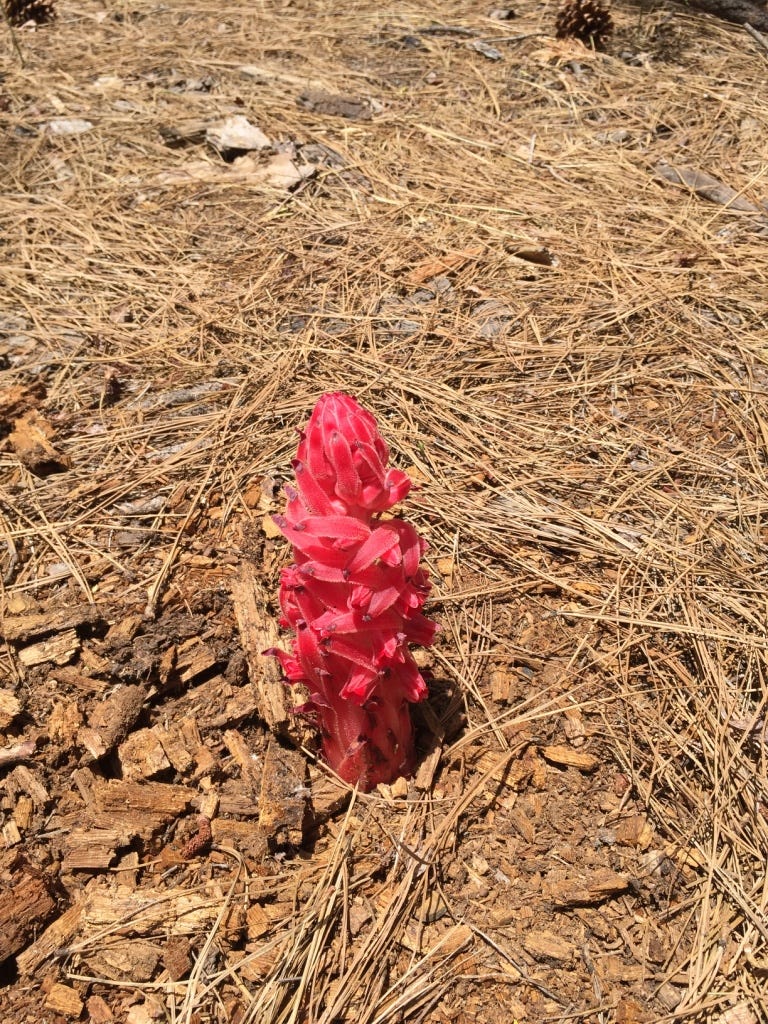 A close-up of a flower

AI-generated content may be incorrect.
