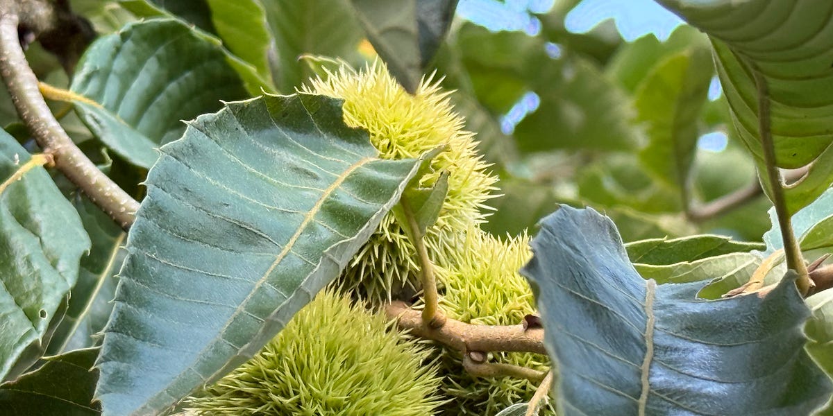 Homesteading: Emu Does a Bad Thing