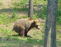 Bears cleared of 'shitting in the woods' says watchdog - The Rochdale Herald