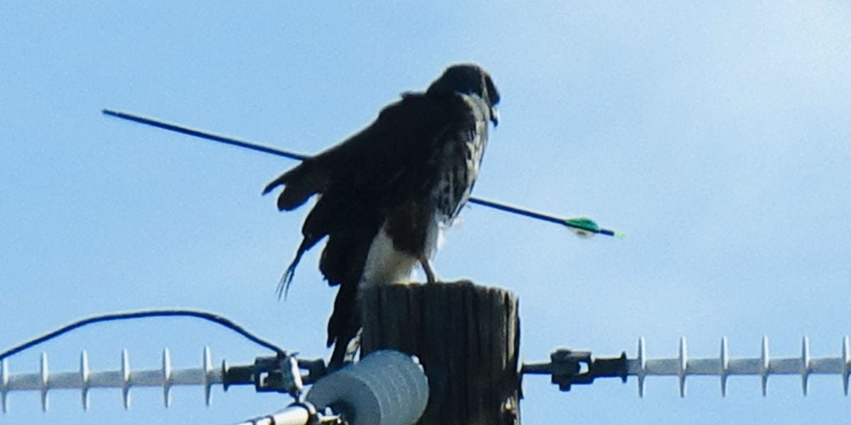 Birds and the Law